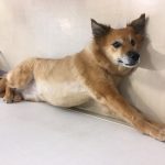 動物看護師募集しています。
